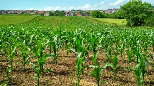 Agricultura Timeline Somos Biometil